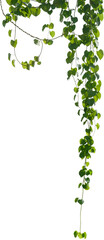 Vine plant, green leaves - 522434631