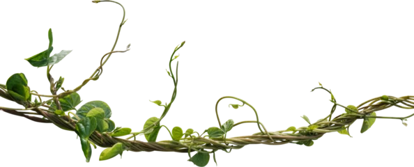 Poster Vine plant, green leaves © Ammak