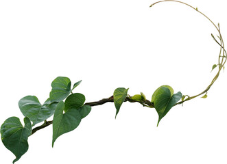 Vine plant, green leaves - 522434650