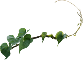 Vine plant, green leaves