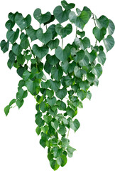 Vine plant, green leaves © Ammak