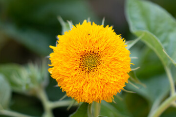 sunflower thousand petals sunflower yellow petals