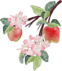 watercolor apple fruit and bloom flower branch