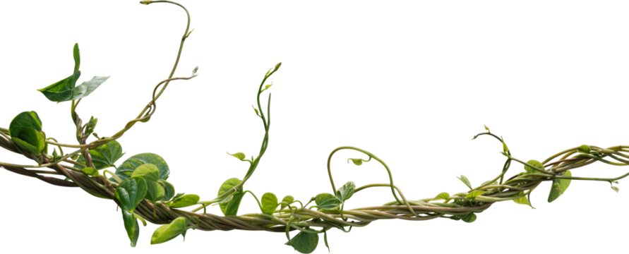 Vine plant, green leaves