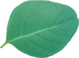 eucalyptus leaf