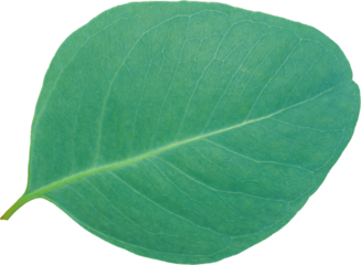 eucalyptus leaf