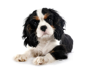 puppy cavalier king charles