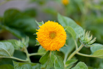 sunflower thousand petals sunflower yellow petals