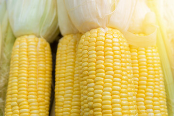 Yellow Sweet corn ears background