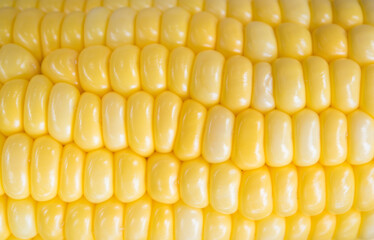 Yellow sweet corn background