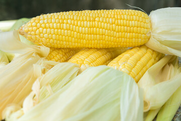 Corn, yellow corn