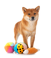 shiba inu in studio
