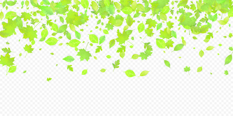 Leaves Falling Spring Flying Foliage Green Leaf