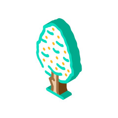 pear tree isometric icon vector. pear tree sign. isolated symbol illustration