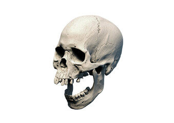 The Anatomical right Human skull in full face on a white isolated background. Concept of death, horror. Spooky Halloween symbol, virus. print, poster. wallpaper. 3d render illustration.