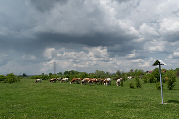 Fototapeta premium Cattle herd graze in pasture with dramatic storm cloud, domestic animal in free range farming on rainy day