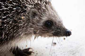 Hedgehog on a white background, wildlife.