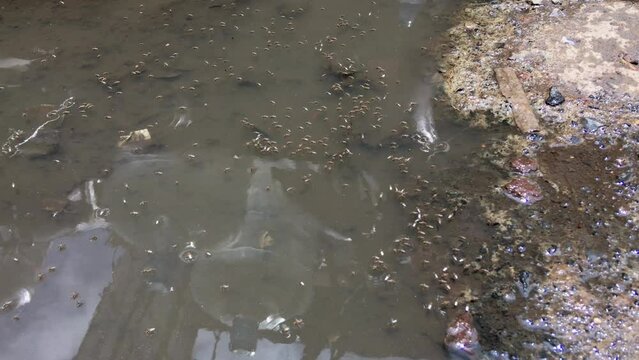 Mosquito breeding in polluted water 