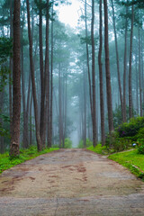 Beautiful Road Through in Pine green forest with fog,Tropical rainforest.