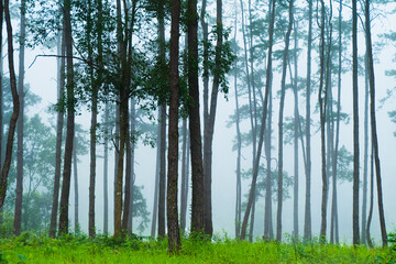 Fantastic landscape foggy of Pine forest in clouds ,Scene Misty Tropical rainforest..