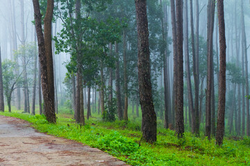 Fantastic landscape foggy of Pine forest in clouds ,Scene Misty Tropical rainforest..