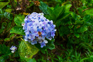Blue hydrangea (Hortensia flower) growing in garden,Hydrangea macrophylla.
