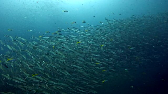 Under Water Film- Sail Rock island in Thailand-Man Barracuda group of fish swimming among a few scuba divers the Barracuda fish rapidly shifting direction thousands of fish together-Amazing capture