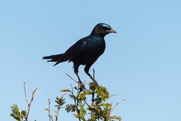 Choucador de Burchell,.Lamprotornis australis, Burchell's Starling