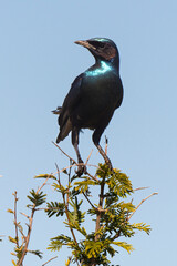 Choucador de Burchell,.Lamprotornis australis, Burchell's Starling