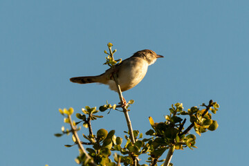 Cisticole à sonnette,.Cisticola tinniens, Levaillant's Cisticola