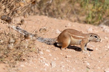 Ecureuil de terre du Cap, Xerus inauris, Désert du Kalahari, Afrique du Sud