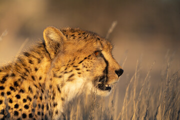 Guépard, cheetah, Acinonyx jubatus, Parc national Kruger, Afrique du Sud