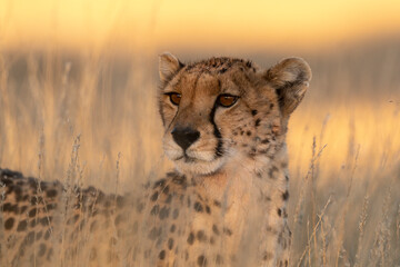 Guépard, cheetah, Acinonyx jubatus, Parc national Kruger, Afrique du Sud