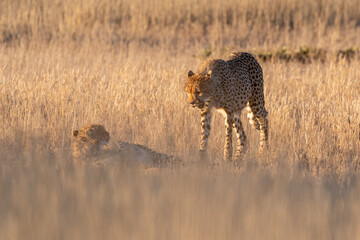 Guépard, cheetah, Acinonyx jubatus, Parc national Kruger, Afrique du Sud