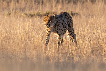 Guépard, cheetah, Acinonyx jubatus, Parc national Kruger, Afrique du Sud