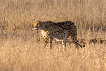 Guépard, cheetah, Acinonyx jubatus, Parc national Kruger, Afrique du Sud