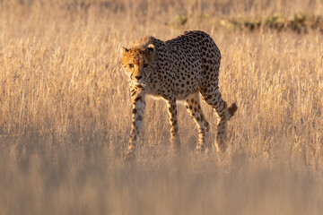 Guépard, cheetah, Acinonyx jubatus, Parc national Kruger, Afrique du Sud
