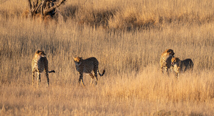 Guépard, cheetah, Acinonyx jubatus, Parc national Kruger, Afrique du Sud