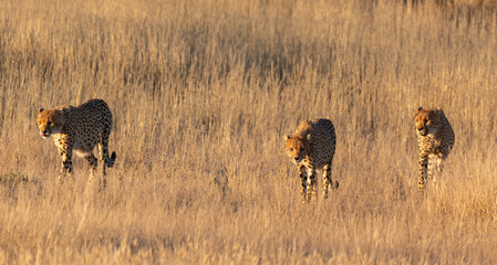 Guépard, cheetah, Acinonyx jubatus, Parc national Kruger, Afrique du Sud