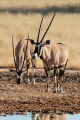 oryx gazelle, gemsbok, Oryx gazella, Parc national Kalahari, Afrique du Sud