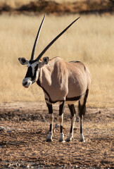 oryx gazelle, gemsbok, Oryx gazella, Parc national Kalahari, Afrique du Sud
