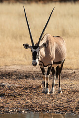 oryx gazelle, gemsbok, Oryx gazella, Parc national Kalahari, Afrique du Sud