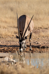 oryx gazelle, gemsbok, Oryx gazella, Parc national Kalahari, Afrique du Sud