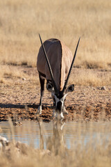 oryx gazelle, gemsbok, Oryx gazella, Parc national Kalahari, Afrique du Sud