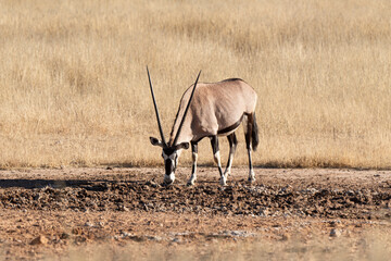 oryx gazelle, gemsbok, Oryx gazella, Parc national Kalahari, Afrique du Sud