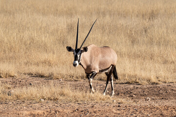 oryx gazelle, gemsbok, Oryx gazella, Parc national Kalahari, Afrique du Sud