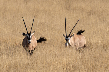 oryx gazelle, gemsbok, Oryx gazella, Parc national Kalahari, Afrique du Sud