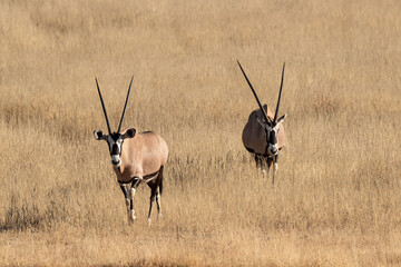 oryx gazelle, gemsbok, Oryx gazella, Parc national Kalahari, Afrique du Sud