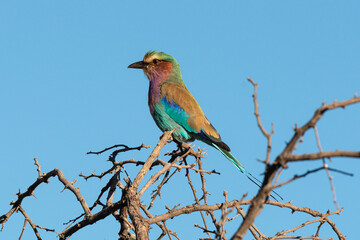 Rollier à longs brins,. Coracias caudatus, Lilac breasted Roller