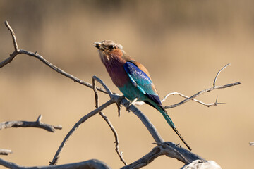 Rollier à longs brins,. Coracias caudatus, Lilac breasted Roller